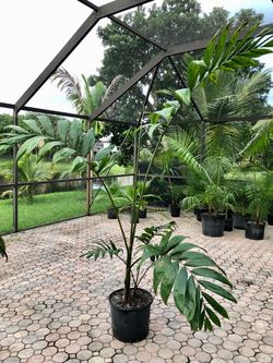 Flame thrower Palm (double), Chambeyronia macrocarpa