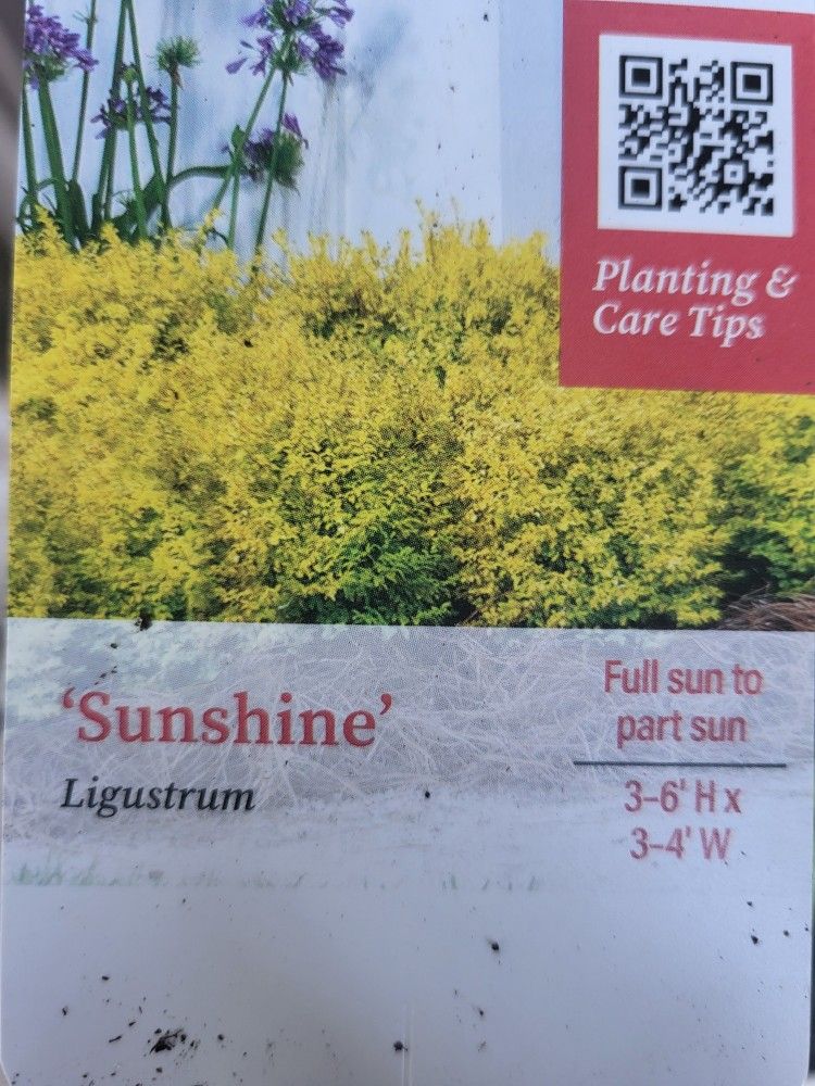 2.5qt Sunshine Lingstrums $5 EACH