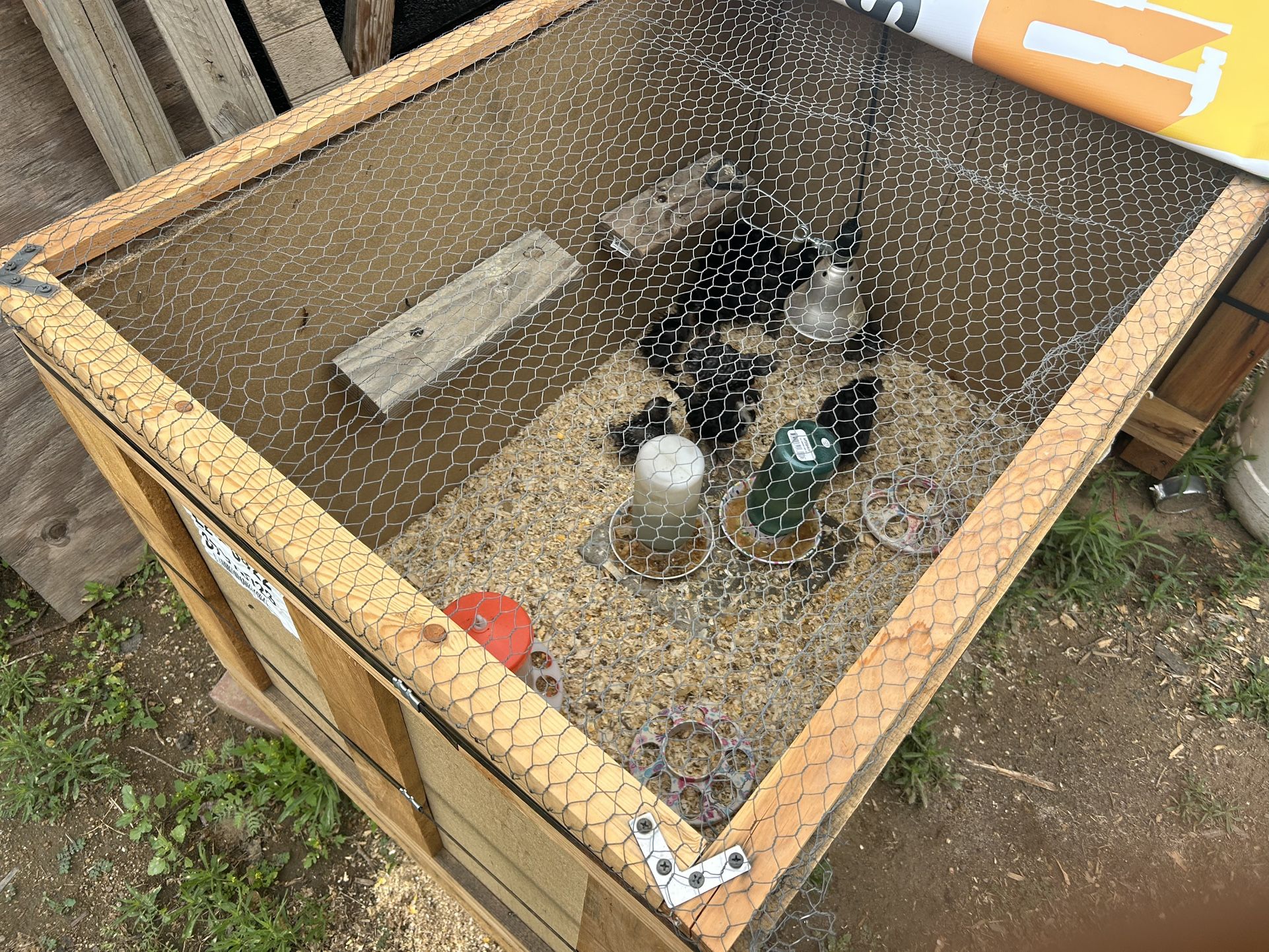 Chick Brooder