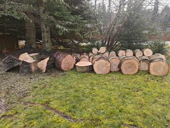 70' Fir Tree Firewood