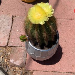 Yellow Flower Cactus In Silver Pot 