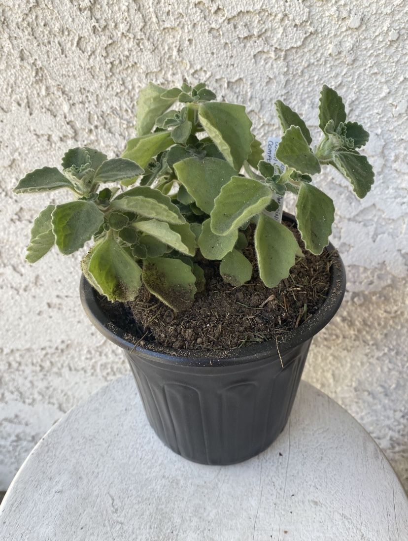 1 Gallon Pot Rare Succulent Plant - Plectranthus Amboinicus - Comfort Plant, Cuban Oregano - Rooted & Established - Drought Resistant - 🪴
