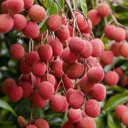 7 Gallon Brewster Lychee Tree Airlayer