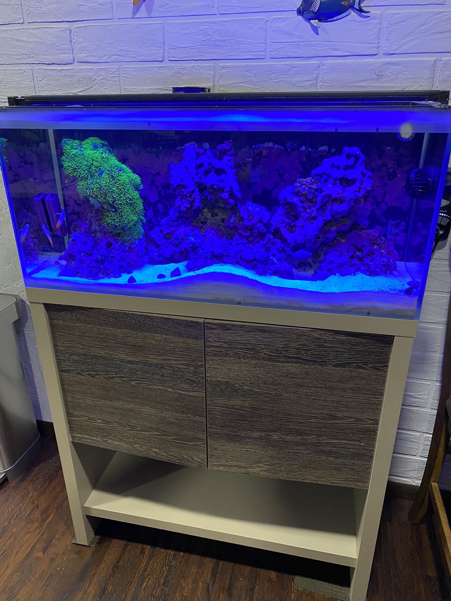 36 Gallons Reef Aquarium 