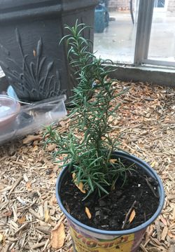Rosemary herb plant