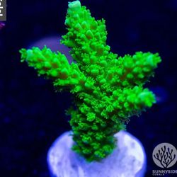 Reef Aquarium Decor