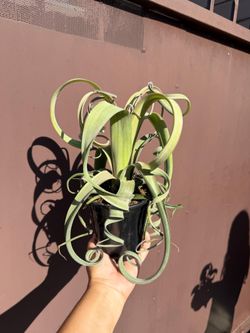 5” curly slim plant