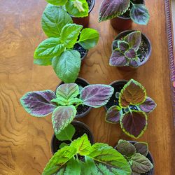 Coleus Plants For Shaded Garden or Patio 