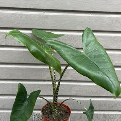 8” alocasia zebrina 