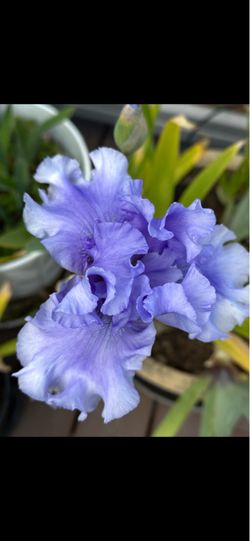 Victoria Falls Blue Reblooming Bearded Iris – Freshly Dug