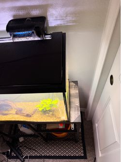 20 gallon fish tank