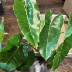 Philodendron Burle Marx Plant Cuttings (pls Read Description Below)