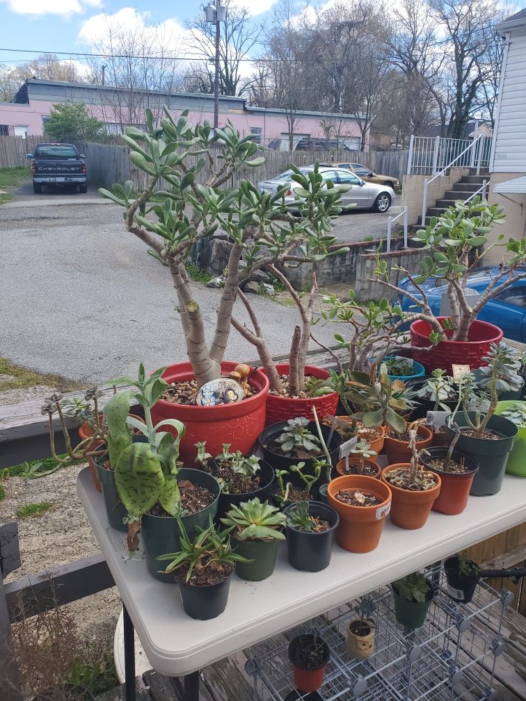 Succulents for sale