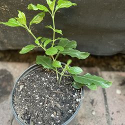 Muicle Medicinal ( Honeysuckle)