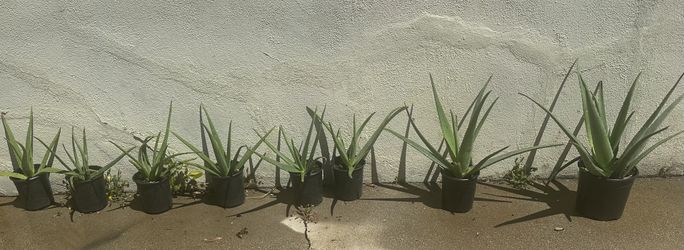 SABILA Y MAGUEY DE JARDIN