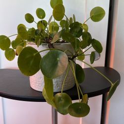 Chinese Money Plant With 8inch Ceramic Pot