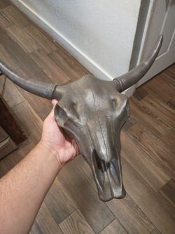 Animal Skull