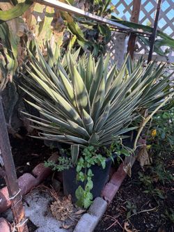 Agave Plant angustifolia