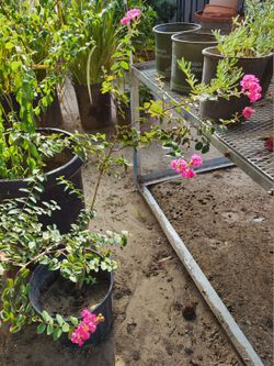 Crepe Myrtle 