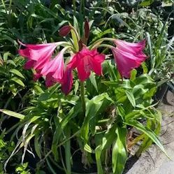 Crinum Lily "Ellen Bosanquet" SHIPS FREE!!!