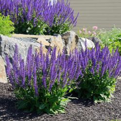 Plants For Sale… Raspberries, Lilies, Hostas, Salvias, Columbine, Lemon Balm, Periwinkle Ground Cover & Garlic Plants…$5 Each