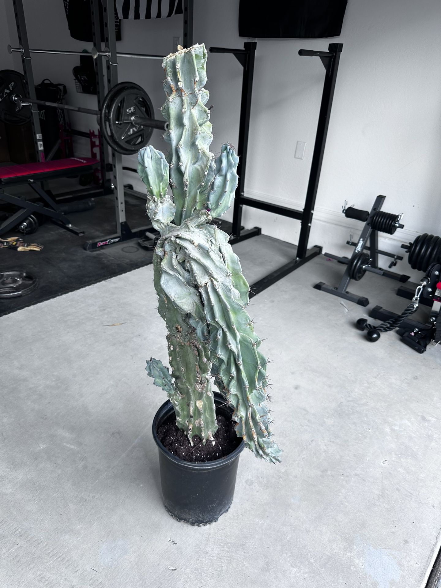 Peruvian Apple Cactus – Healthy & Unique Shape 🌵