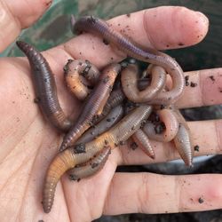 Worms For Fishing