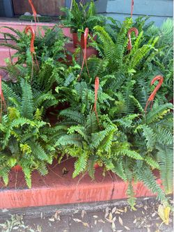 Tons of Boston Ferns aka Fishbone Ferns for Sale