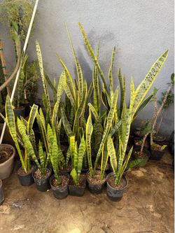 Snake plant