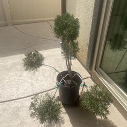 juniper topiary