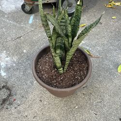 Snake Plant 