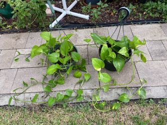 *$15 EACH* Hanging Planter w/ Jade Pothos & w/ Golden Pothos | Vining Plant 🔻Info Below