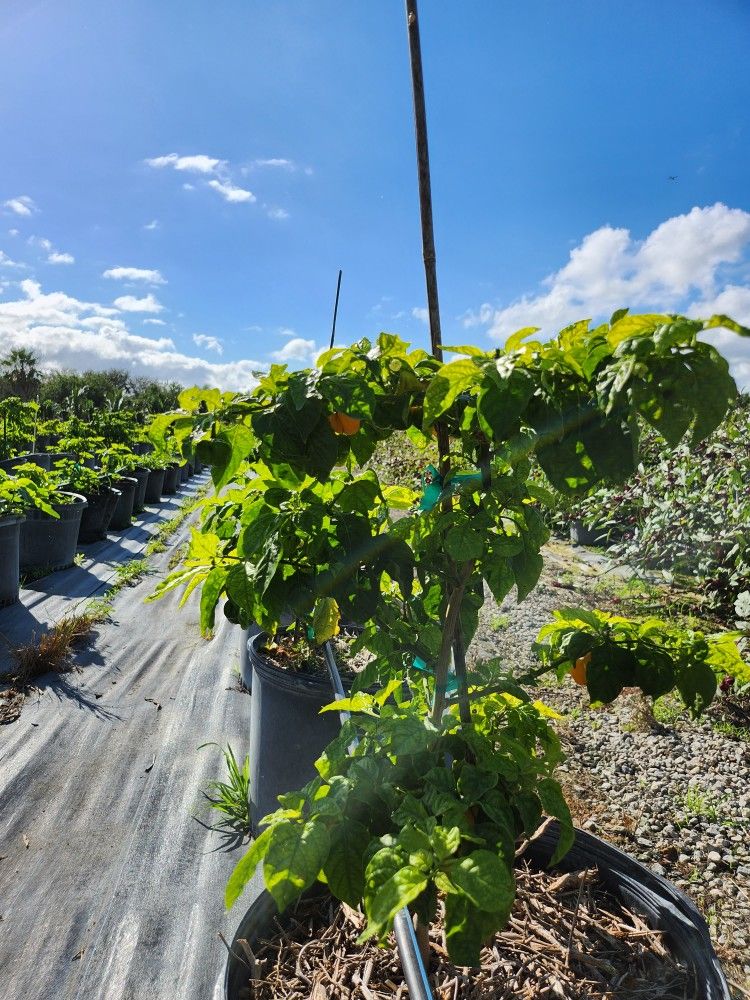 Scotch Bonnet Pepper