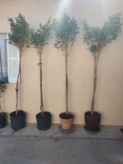 FICUS tree