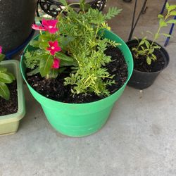 Great Plant And Pot For Outside 