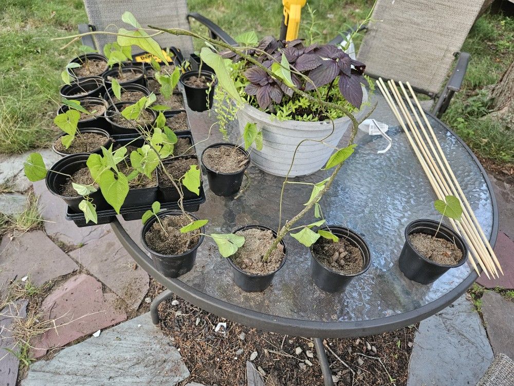 Chinese Yam (Dioscorea batatas) young plants.
