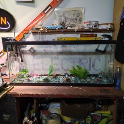 Fish Tank