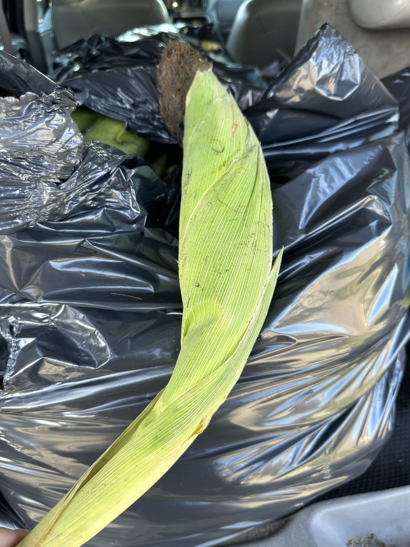 Elote Mexican A 11 La Dozena 