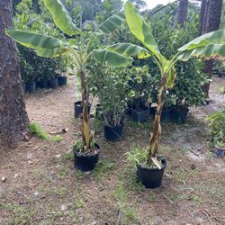 Banana Plants 