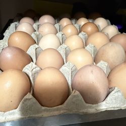 Fresh Organic Chicken Eggs