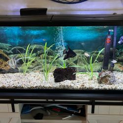 55 Gallon Aquarium With Stand 