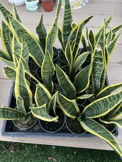 Snake Plants , live Plant in a 4" nursery pot. ✔️ profile for more 🪴$8 ea