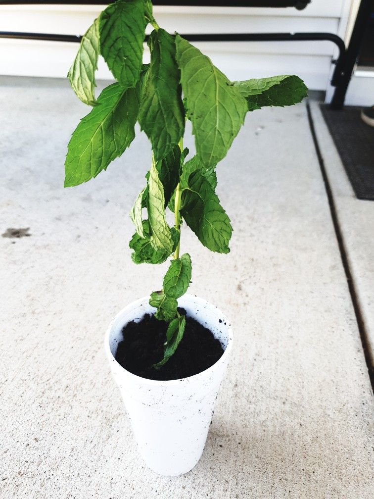 Pickup From LebanonTN 37087..mint Plant..pet N Smoke Free Home