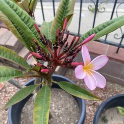 Pink Plumeria