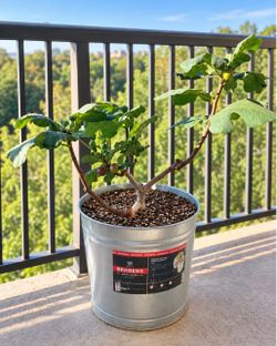 Live Fig Tree in Galvanized Metal Bucket
