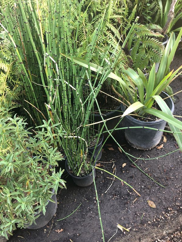 Horsetail plant for Sale in Modesto, CA OfferUp