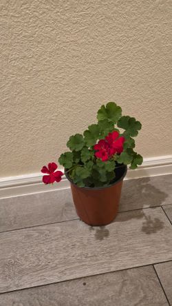 potted plant