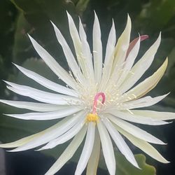 Epiphyllum Planta Color Blanco