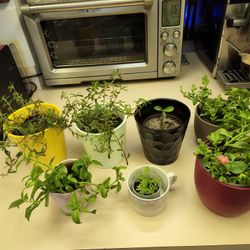 Succulents. Plants. $10 Each