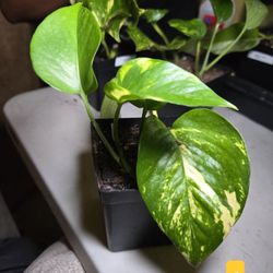 🌿 Golden Pothos 